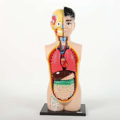 High-end medical internal organs, heart system structure, trunk, 60M human anatomy model