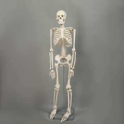 85cm Floor type medical anatomical human structure skeleton model