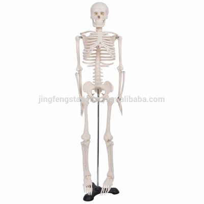 Mini Size 33.5" Advanced Medical Human Anatomical Skeleton Model + Stand + Bone Number Kit