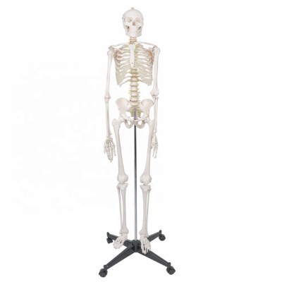 Size 170CM  High Quality Human Medical Anatomical Model With Neuro